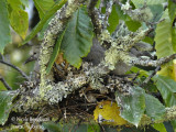 4264-CHICKS AT NEST