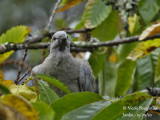 4359-JUVENILE WAITING FOR FOOD