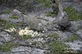 1040-ADULT AND JUVENILE FEEDING