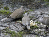 1054-ADULTS AND JUVENILE FEEDING