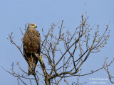 BLACK KITE - MILVUS MIGRANS - MILAN NOIR