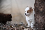 New small Pomsky pups