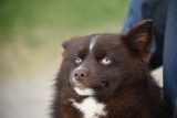 Blue and Green eyed male Pomskies