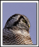 CHOUETTE PERVIRE /  NORTHERN HAWK OWL    _MG_6197 aa   Crop