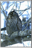 The cat and the Mouse orThe owl and the Squirel -  GRAND-DUC DAMRIQUE    /   GREAT HORNED OWL   _HP_9493_