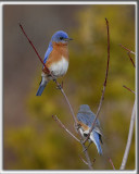 MERLE BLEU DE LEST, le couple   /   EASTERN BLUEBIRD   _HP_1832