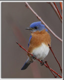 MERLE BLEU DE LEST  /   EASTERN BLUEBIRD   _HP_1729