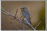 MERLE BLEU DE LEST, femell  /   EASTERN BLUEBIRD   _HP_1757