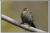 CAROUGE  PAULETTES, femelle  /    RED-WINGED BLACKBIRD, female      _HP_2760