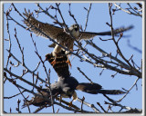 FAUCON MERILLON   /   MERLIN    _HP_1364