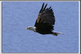 PYGARGUE  TTE BLANCHE  /   BALD EAGLE    _HP_0022_c