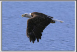 PYGARGUE  TTE BLANCHE  /   BALD EAGLE    _HP_0023cc