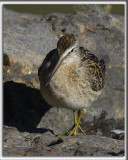 BCASSIN ROUX   /   SHORT-BILLED DOWITCHER    _HP_4067_a