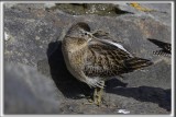 BCASSIN ROUX   /   SHORT-BILLED DOWITCHER    _HP_4265_a