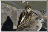 BCASSIN ROUX   /   SHORT-BILLED DOWITCHER    _HP_4014_a
