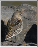 BCASSEAU VARIABLE  /  DUNLIN    _HP_4025_a