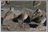 BCASSEAU VARIABLE  /  DUNLIN    avec un bcassin roux et des petits chevaliers_HP_4040_a