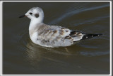 MOUETTE DE BONAPARTE   /   BONAPARTES GULL    _HP_6103_a