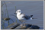 MOUETTE DE BONAPARTE   /   BONAPARTES GULL    _HP_6116_a