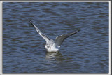 MOUETTE DE BONAPARTE   /   BONAPARTES GULL    _HP_6131_a