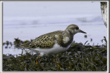 TOURNEPIERRE  COLLIER, automne    /    RUDDY TURNSTONE, autumn   _HP_5033_aa