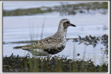 PLUVIER ARGENT    /    BLACK-BELLIED PLOVER     _HP_5039_a_a