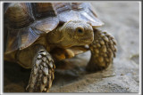 RAPH -  Une TORTUE SULCATA    _HP_2484_a