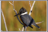 MARTIN PCHEUR  /  BELTED KINGFISHER    _HP_6417_a_a