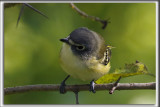 VIRO  TTE BLEUE    /    SOLITARY VIREO    _HP_7107_a_a
