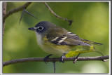 VIRO  TTE BLEUE    /    SOLITARY VIREO    _HP_7114_a_a