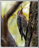 PIC MACUL  /  YELLOW-BELLIED SAPSUCKER     _HP_6931_a_a