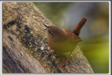 TROGLODYTE MIGNON   /   WINTER WREN TROGLODYTES    _HP_7019_a_a