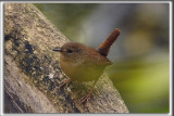 TROGLODYTE MIGNON   /   WINTER WREN TROGLODYTES    _HP_7023_b_b