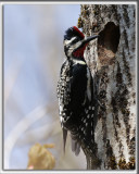 PIC MACUL, mle   /   YELLOW-BELLIED SAPSUCKER, male      _HP_3392_a