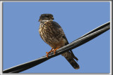 FAUCON MERILLON   /   MERLIN      _HP_1018_a_a