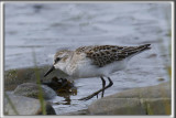 BCASSEAU SEMIPALM   /   SEMIPALMATED SANDPIPER    _HP_5087_a