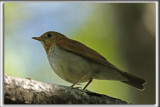 GRIVE FAUVE   /    VEERY   _HP_3891_a_a