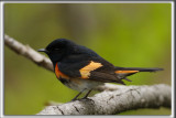 PARULINE FLAMBOYANTE, mle   /    AMERICAN RESTART, male    _HP_4107_a_a
