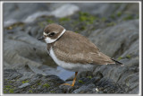 PLUVIER SEMIPALM  /  SEMIPALMETED PLOVER    _HP_5197_a_a