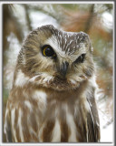 PETITE NYCTALE    /    NORTHERN SAW-WHET OWL    _HP_9689_b_b