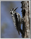 PIC MACUL, femelle    /    YELLOW-BELLIED SAPSUCKER, female     _HP_3349 