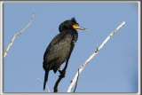CORMORAN  AIGRETTES   /   DOUBLE-CRESTED CORMORANT    _HP_8826