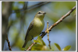 VIRO DE PHILADELPHIE    /    PHILADELPHIA VIREO     _HP_5751 