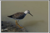 PETIT CHEVALIER   /   LESSER YELLOWLEGS     _HP_3989 