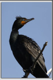 CORMORAN  AIGRETTES   /   DOUBLE-CRESTED CORMORANT    _HP_8886