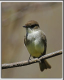 MOUCHEROLLE PHBI   /   EASTERN PHOEBE    _MG_9718