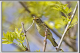 PARULINE DES PINS     /   PINE WARBLER   _MG_1030