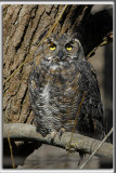 GRAND-DUC DAMRIQUE    /   GREAT HORNED OWL    _HP_2318