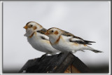 BRUANT DES NEIGES  /  SNOW BUNTING      _MG_2761