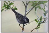 PARULINE RAYE, mle   /   BLACKPOLL WARBLER, male    _MG_9895